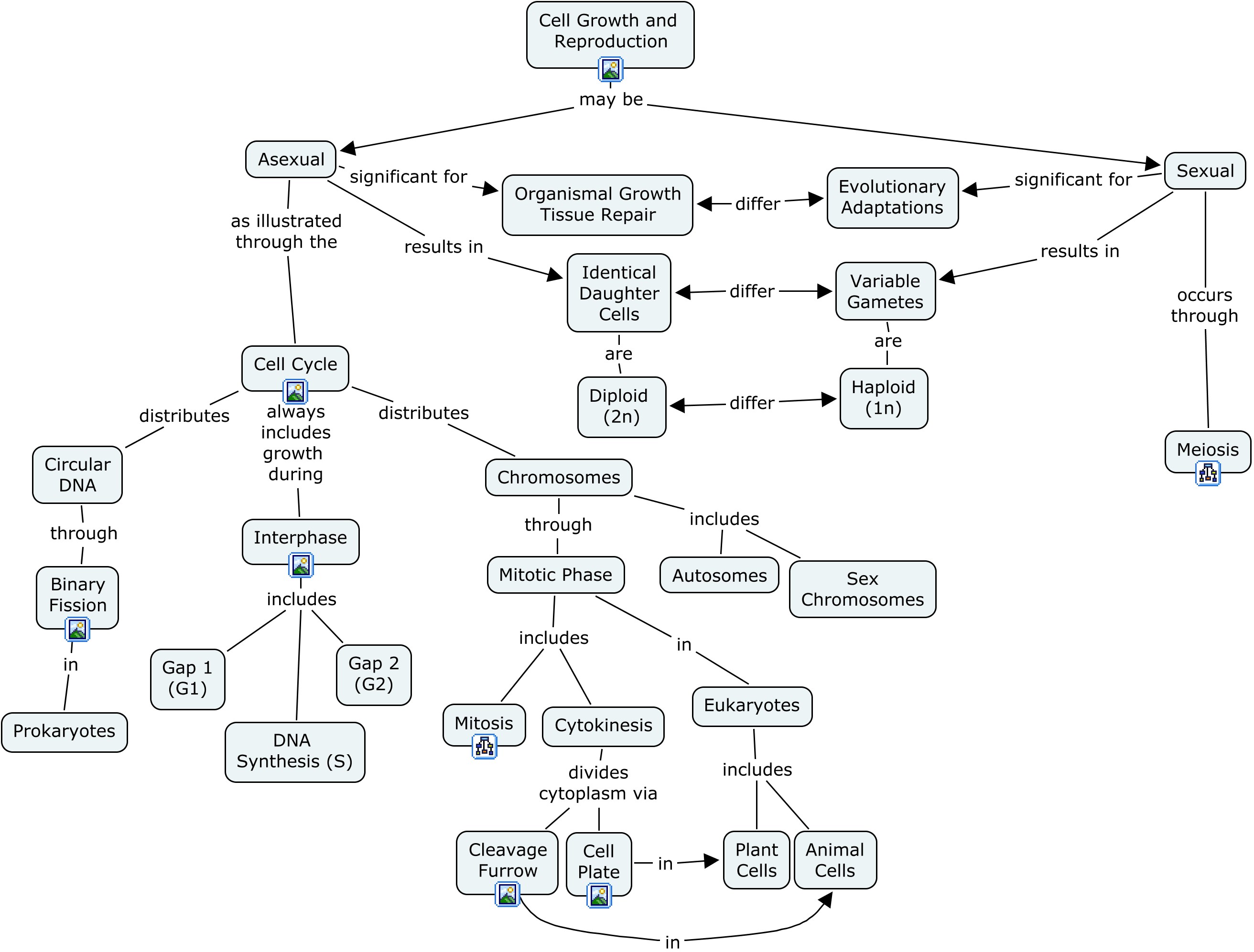 Tissue Concept Map Answer Key United States Map | Porn Sex Picture